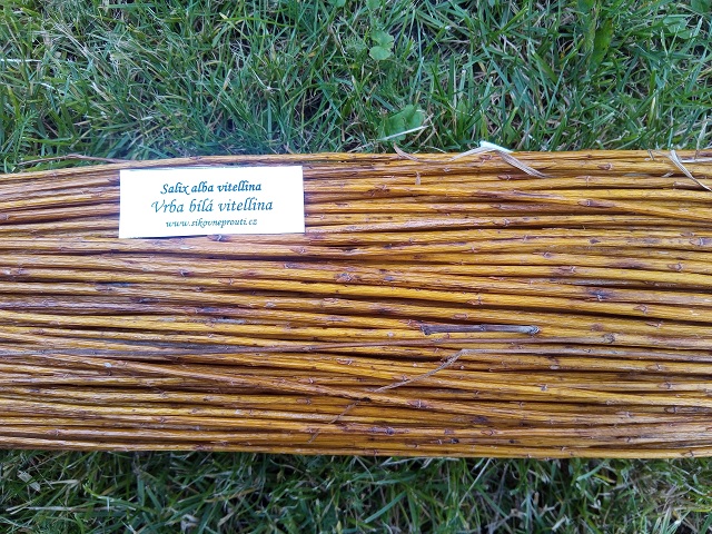 Neloupané proutí - alba vitellina - 200 cm