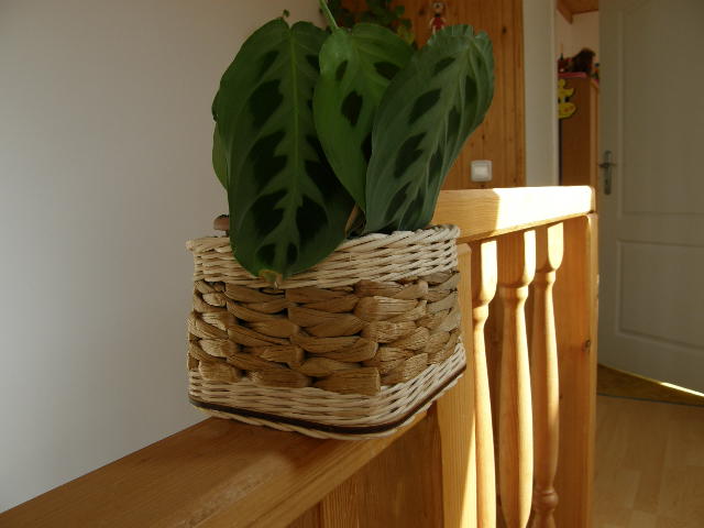 Vodní hyacint - 50 g