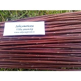 Neloupané proutí - americana - 140 cm/5 kg