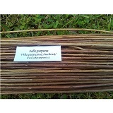 Neloupané proutí - purpurea - 100 cm